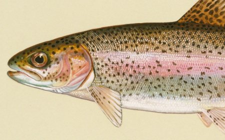 Some healthy fish have bacteria in their brains