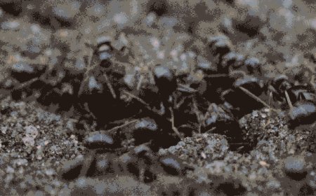 Ants changed the architecture of their nests when exposed to a pathogen