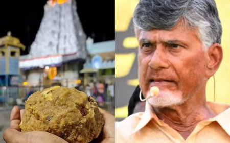 Tirupati prasad controversy: Lab report fuels debate over animal fat allegations, Andhra CM Slams YRS Congress