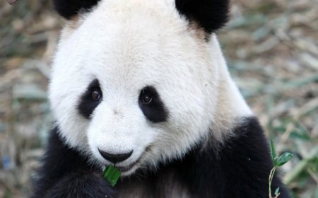 Scientists have just turned giant panda skin cells into stem cells
