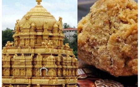 Tirumala Laddus Row: Who is AR Dairy’s owner? Here’s how firm reacted to ‘Animal Fat’ accusations