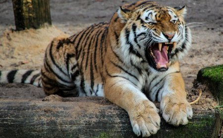 With tiger on prowl, Uttarakhand’s administration declares school holidays on…