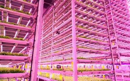 ‘Smart lighting’ might make vertical farming more affordable