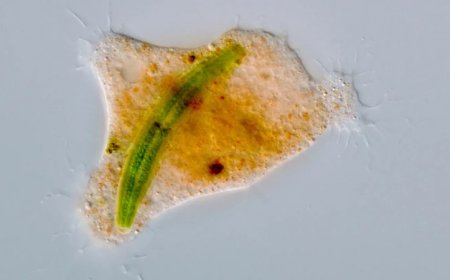 This amoeba eats prey like owls do