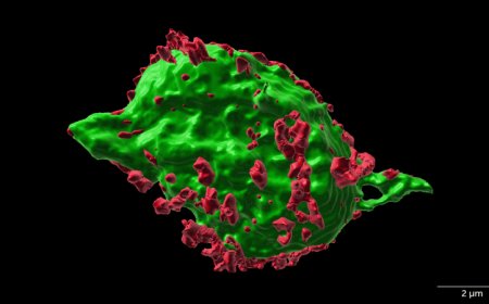 A study in mice hints at a new way to treat spinal cord injuries