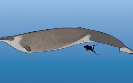 Some of Earth’s extinct giants may have been smaller than thought