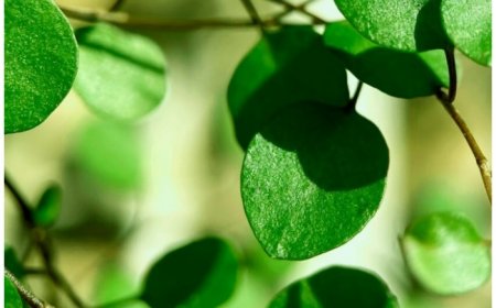 Moringa for weight loss: 5 reasons that make this an ideal addition to diet and reduce kilos