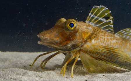 This fish has legs — and it uses them for more than just walking