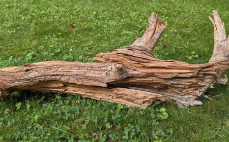 A thousands-year-old log demonstrates how burying wood can fight climate change