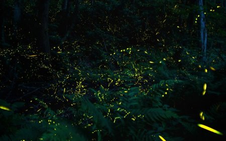 ‘Night Magic’ invites you to celebrate the living wonders of the dark