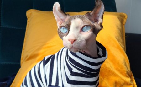 Celebrity Cruise's Captain Kate shares how she got her famous cat