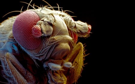 The fruit fly revolutionized biology. Now it’s boosting science in Africa