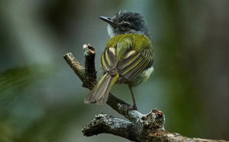 Bird nests made with a toxic fungus seem to fend off attacking ants