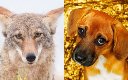 Coyotes have the face muscles for that ‘sad-puppy’ look
