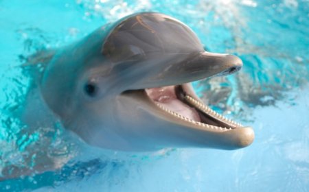 Dolphins’ open-mouth behaviors during play are like smiles, a study claims