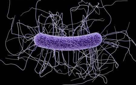 An mRNA vaccine protected mice against deadly intestinal C. difficile bacteria