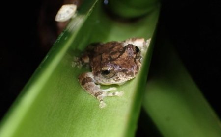 Some tadpoles don’t poop for weeks. That keeps their pools clean