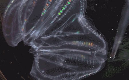 These sea creatures can fuse their bodies