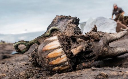 Ancient Scythians had cultural roots in Siberia