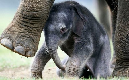 To tell a right-trunked elephant from a lefty, check the wrinkles