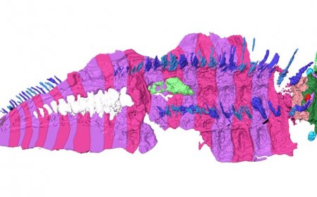 The largest arthropod to ever live finally has a head 