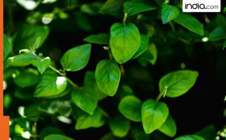 Moringa for diabetes: Can sahjan regulate high blood sugar levels? Here is what we know