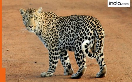 Eight-year-old girl killed in leopard attack in UP’s Bijnor