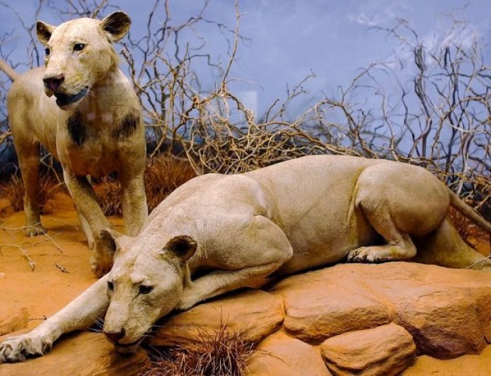 DNA from old hair helps confirm the macabre diet of two 19th century lions